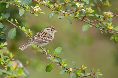 Chipping Sparrow (Spizella passerina) perched on a twig, Texas, USA