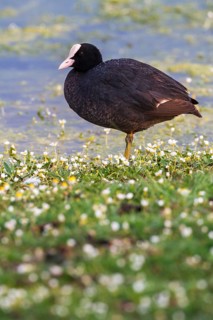 Eurasian Coot (Fulica atra), Extremadura, Spain