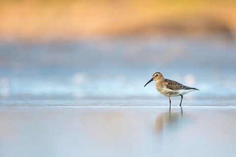 Alpenstrandläufer im Morgenlicht