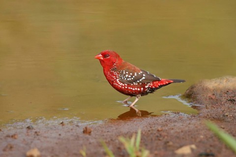 Red Avadavat, Amandava amandava, USA, Hawaii, Hawaii Island