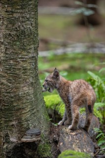 One young (10 weeks old) male Eurasian lynx, (Lynx lynx), crossing a creek, using a fallen tree as