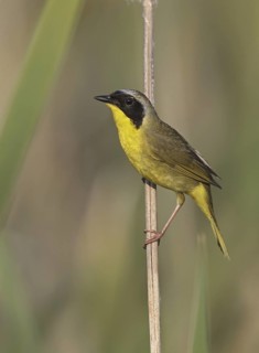 Common Yellowthroat (Geothlypis trichas), Ohio, USA