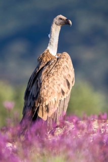 Griffon Vulture (Gyps fulvus) in field, Madrid, Spain