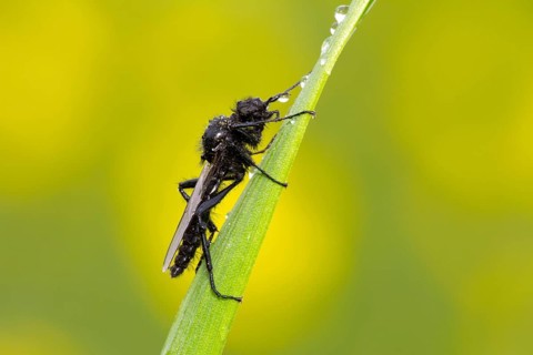 Animal, Animals, Insect, Insects, Fly, Flies, March fly, (Bibio Marci), Markus fly, Hesse, Federal