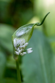 Ramsons (Allium ursinum) flower just opening, Southern Palatinate, Palatinate,