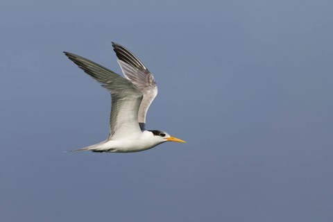Lesser Crested Tern (Thalasseus bengalensis) flying, Oman