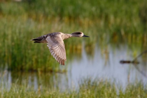 Marbled Duck (Marmaronetta angustirostris) flying, Mallorca, Spain