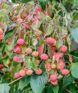 Flowering dogwood (Cornus kousa var. chinensis), Bundessortenamt Prüfstelle Marq, Germany