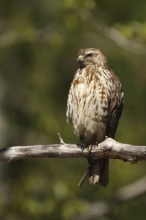 Broad-winged Hawk (Buteo platypterus), Michigan, USA