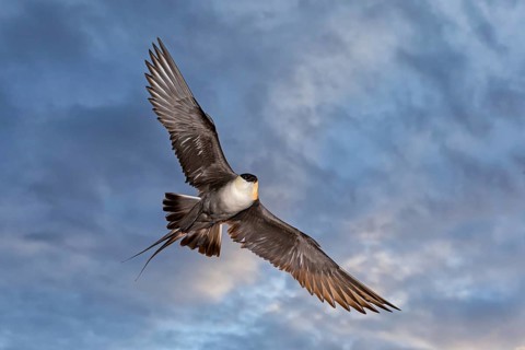 Falcon Skua, (Stercorarius longicaudus), animals, birds, gull, family of skuas, flight photo,