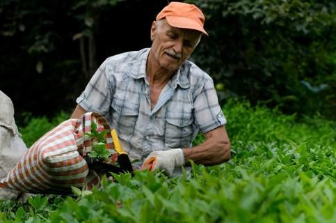 Rize, Turkey, September 5th 2014 Ali a Turkish tea farmer working in the plantations of the Black