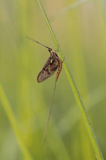 Brown mayfly, (Ephemera vulgata), animals, insects, flies, fly, Lake Neusiedl, Andau, Burgenland,