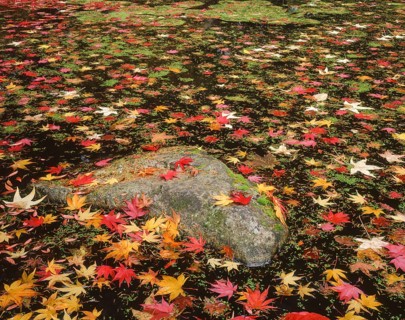 Fallen maple leaves create a vibrant mosaic on the surface of a pond during autumn in Washington,