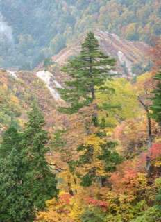 Hakusan National Park, Maiden Pine (Pinus parviflora), Maple (Acer), Hakusan National Park, Honshu,