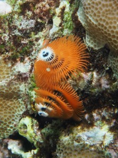 Spiral orange Indo-Pacific Christmas tree worm (Spirobranchus corniculatus) on corals, dive site