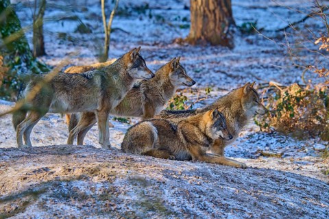 Four wolves resting together on a snow hill in the forest, pack, winter, wolf (Canis lupus),