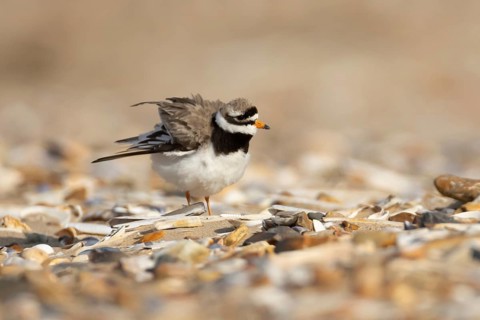Ringed plover (Charadrius hiaticula) adult wading bird ruffling its feathers on a beach in summer,