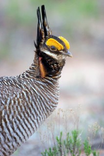 Lesser Prairie-Chicken Tympanuchus pallidicinctus Milnesand, New Mexico, United States 11 May Adult
