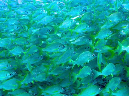 Bastard grunt (Pomadasys incisus)
