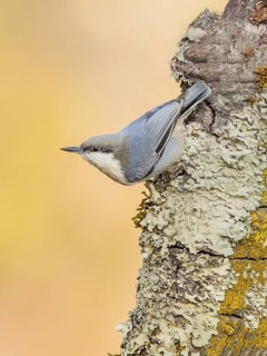 Pygmy Nuthatch (Sitta pygmaea), California, USA