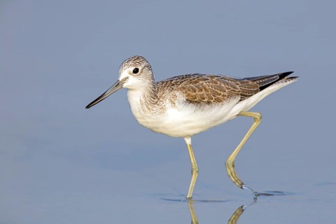 Greenshank, (Tringa nebularia) Wading bird, limesticks, foraging in mudflats, snipe family Salalah,