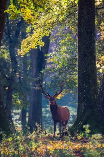 A Red Deer stag (Cervus elaphus) stands in a forest