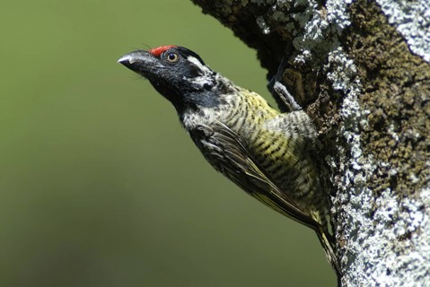 Banded Barbet (Lybius undatus), Ethiopia