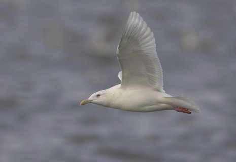 Glaucous Gull (Larus hyperboreus) juvenile, Ohio, USA