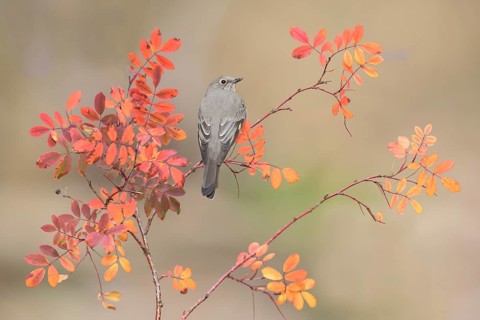 Townsend's Solitaire (Myadestes townsendi) perched on a branch, Colorado, USA