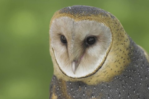 Western Barn Owl (Tyto alba), Alberta, Canada