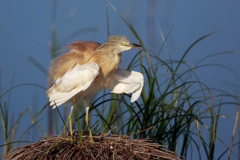 Squacco Heron (Ardeola ralloides), Greece