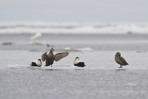 Common Eider (Somateria mollissima), Manitoba, Canada