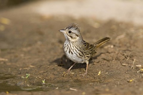 Lincoln's Sparrow Melospiza lincolnii McAllen, Texas, United States 28 March Adult Emberizidae