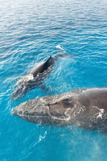 A Humpback Whales family surfacing, Hervey Bay, Queensland, Australia