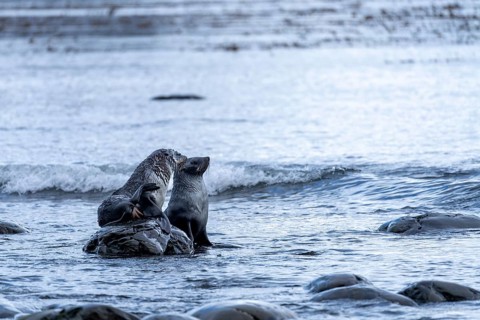 Antarctic Fur Seal (Arctocephalus gazella), two cubs on rocks in the surf, South Georgia, South