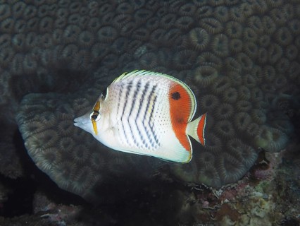 Red Sea butterflyfish (Chaetodon paucifasciatus)
