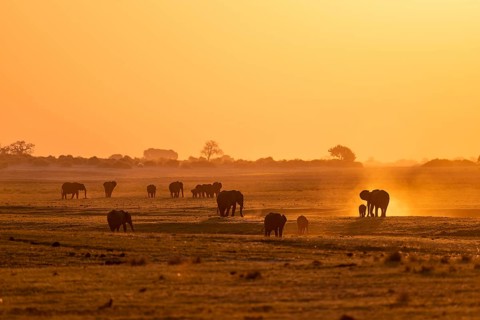 African elephant (Loxodonta africana), silhouette, sunset, atmospheric light, Ihaha, Chobe National