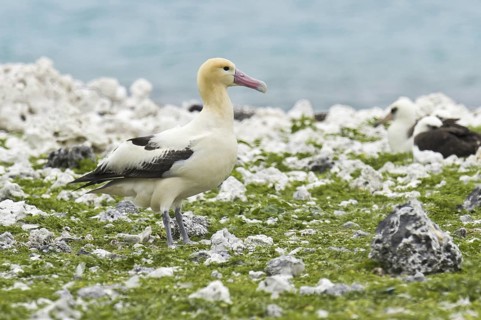 Short-tailed Albatross (Phoebastria albatrus), Hawaii, USA