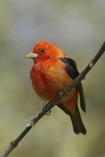 Scarlet Tanager (Piranga olivacea) male, Ontario, Canada