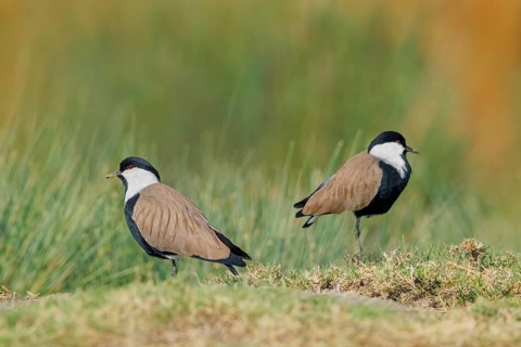 Spornkiebitz, Vanellus spinosus Spur-winged Lapwing, Vanellus spinosus