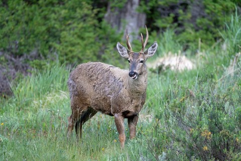 Southern Andean deer (Hippocamelus bisulcus), male with antlers, standing licking the grass at the