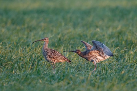 Eurasian Curlew (Numenius arquata) pair displaying, North Rhine-Westpalia, Germany