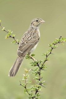 Cassin's Sparrow (Peucaea cassinii), Texas, USA