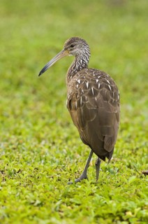 Limpkin (Aramus guarauna), Florida, USA