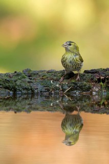 Eurasian Siskin (Spinus spinus) female, Utrecht, Netherlands