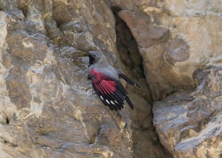 Wallcreeper (Tichodroma muraria) male, Bulgaria
