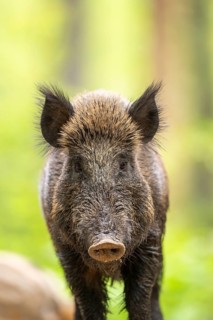 Wild boar (Sus scrofa) standing in a forest, Bavaria, Germany