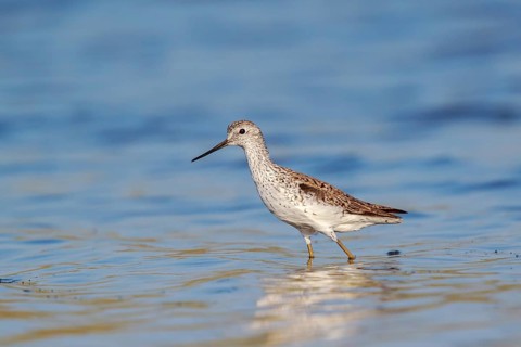 Marsh Sandpiper (Tringa stagnatilis) foraging, Lesvos, Greece