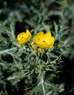 Yellow flower on spiny plant, Mexican spiked poppy (Argemone mexicana), Krugegr National Park,