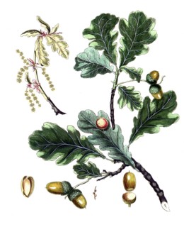 Quercus robur, English oak, summer oak or German oak, digital reproduction of a historical